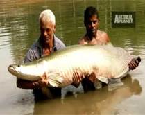 No photoshop or digital enhancement. This is Jeremy Wade holding a Goliath  Tigerfish. They are 5ft of pure homicidal muscle : r/TheDepthsBelow